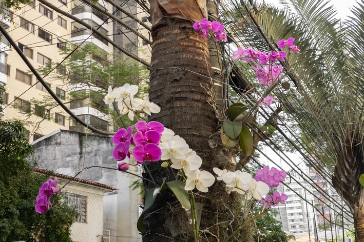 orquídeas coloridas no tronco