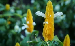 flores da planta camarão amarelo