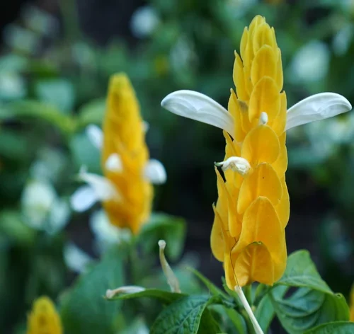 flores da planta camarão amarelo