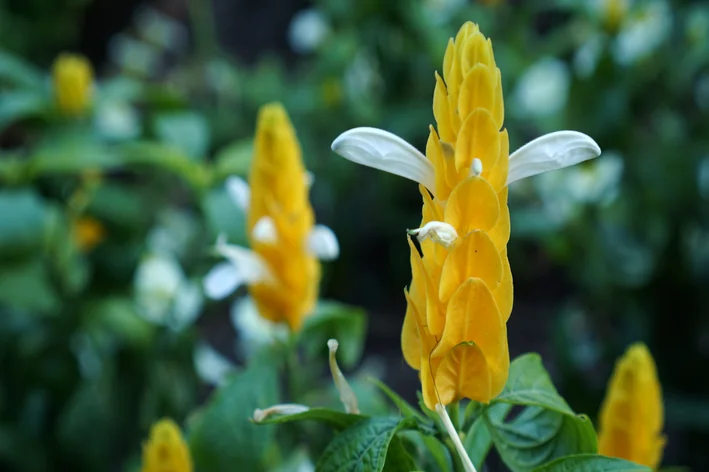 flores da planta camarão amarelo