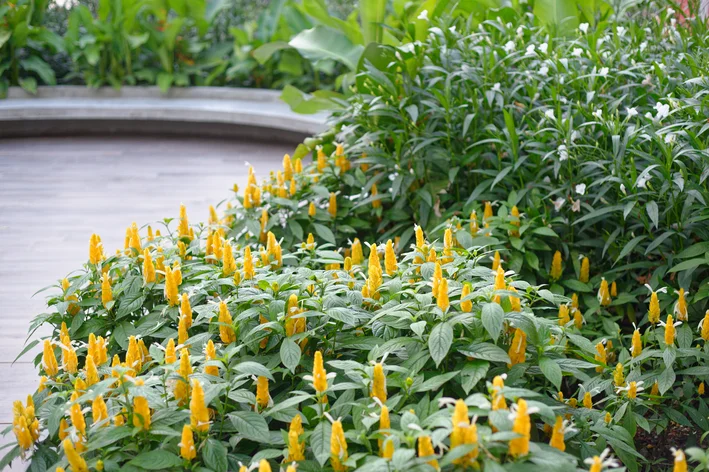 jardim de plantas camarão amarelo