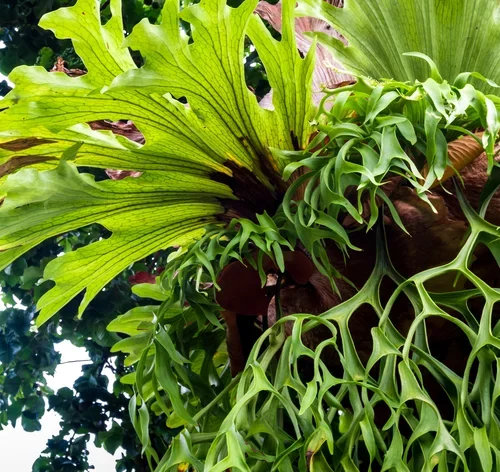folhas de planta chifre de veado