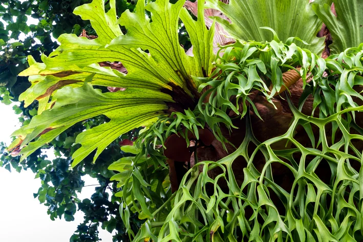 folhas de planta chifre de veado