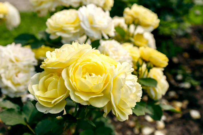 flores de rosa amarela