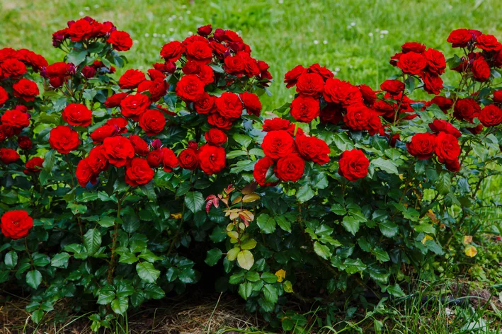 rosas no jardim