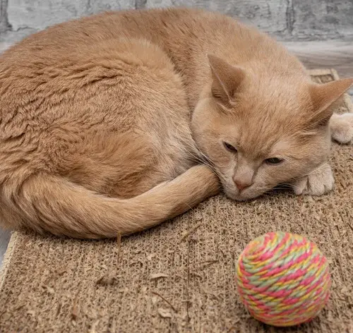 Conheça tudo sobre vermes em gatos: tipos, sintomas, tratamentos e prevenção 1