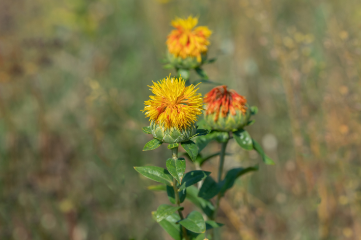 Carthamus tinctorius (cártamo)