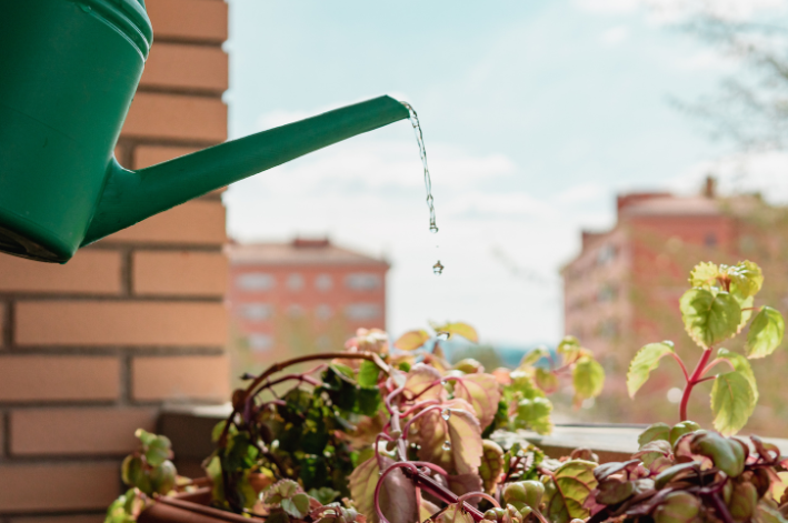 saiba como regar plantas em casa