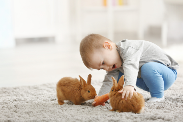 quais alimentos os coelhos podem comer?