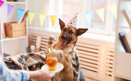 Dicas de como fazer festa para cachorro