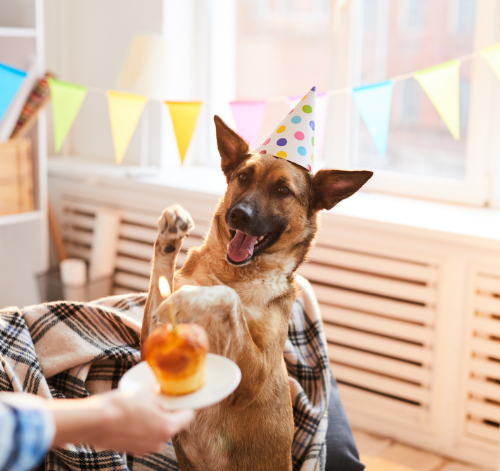 Dicas de como fazer festa para cachorro