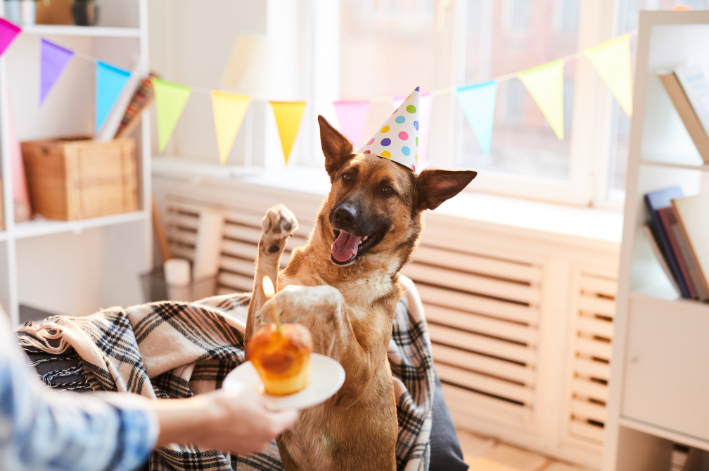 Dicas de como fazer festa para cachorro