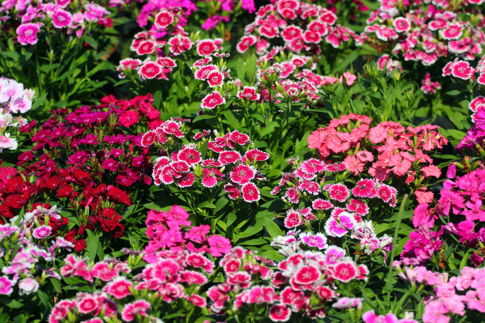 flores de Diantus Barbatus em jardim