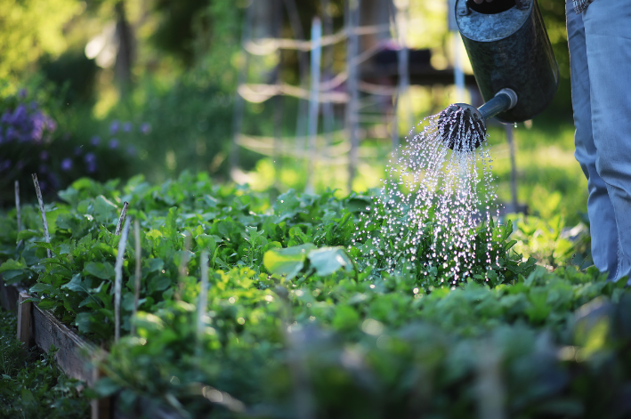 Para regar as plantas o ideal é fazer no solo, não nas folhas