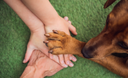 ações sociais que ajudam a proteger animais