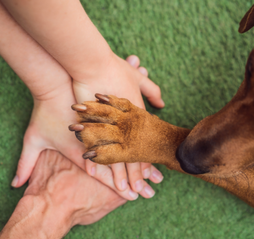 ações sociais que ajudam a proteger animais
