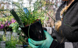 Juncus Spiralis