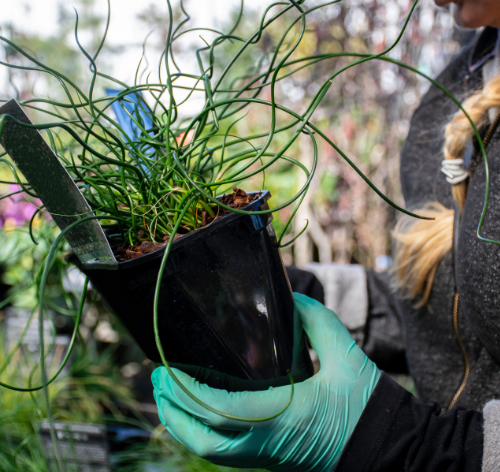 Juncus Spiralis