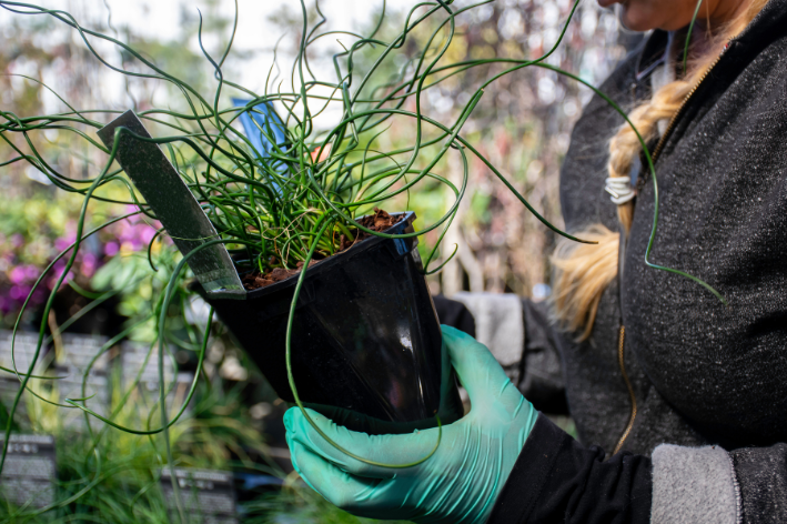 Juncus Spiralis 