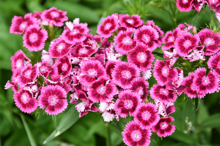 Dianthus Barbatus rosas