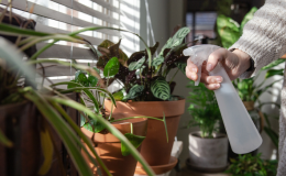 Qual a importância de regar as plantas?