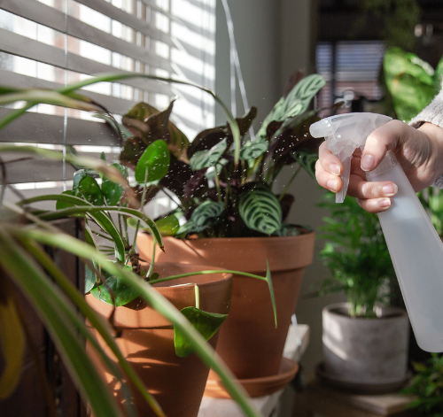 Qual a importância de regar as plantas?