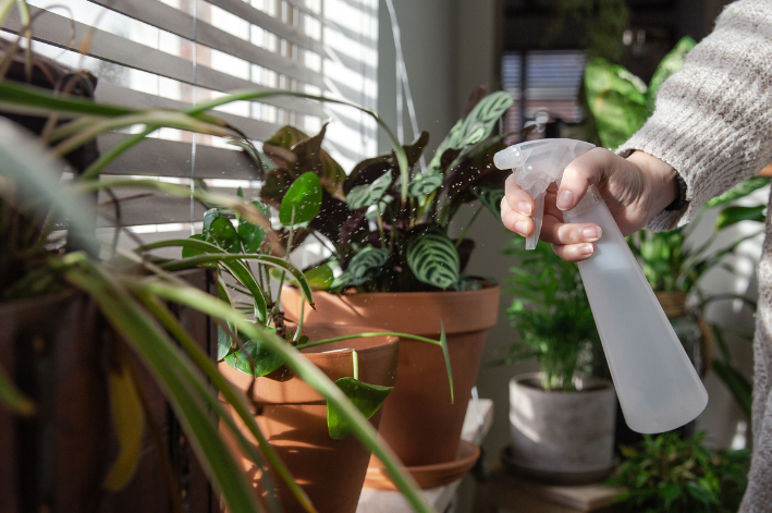 Qual a importância de regar as plantas?