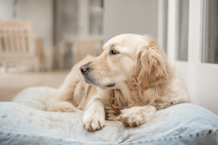 cachorro de porte grande deitado no colchão