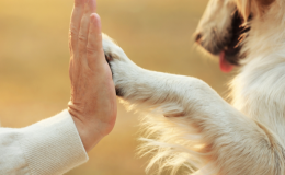 pata de cachorro e mão de humano se tocando