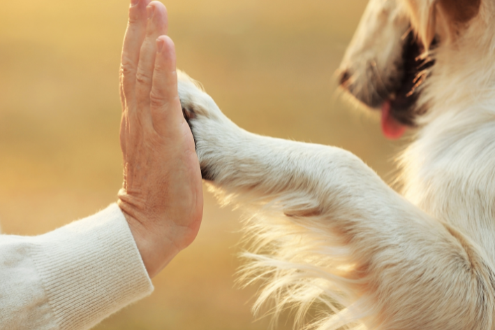 pata de cachorro e mão de humano se tocando