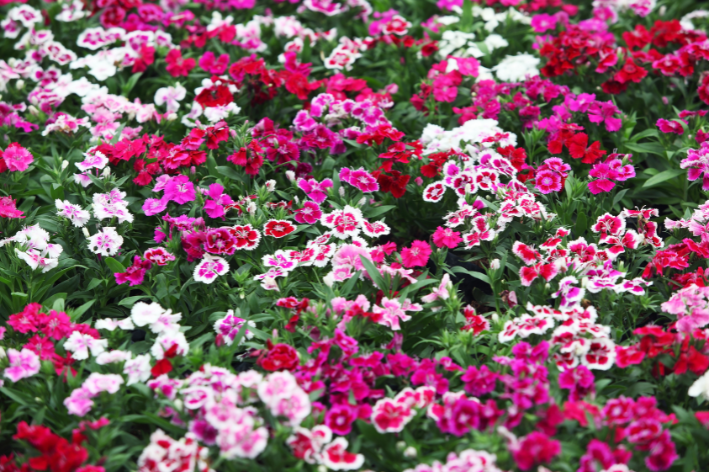 Jardim com Dianthus Barbatus