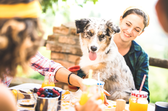 Tudo para fazer festa para cachorro