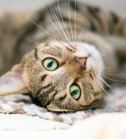 você sabia que existe gato autista