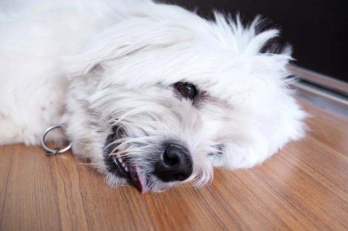 cachorro convulsionando