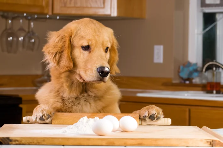 pode dar ovo cozido para cachorro