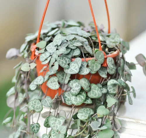vaso com Ceropegia