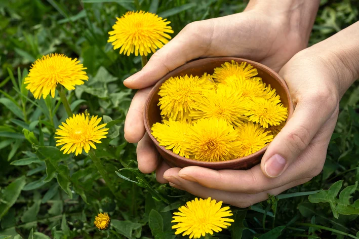 flores de Dente-de-leão