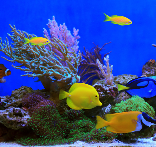 O que é peixe reef safe?