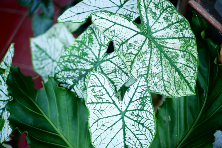 caladium branco