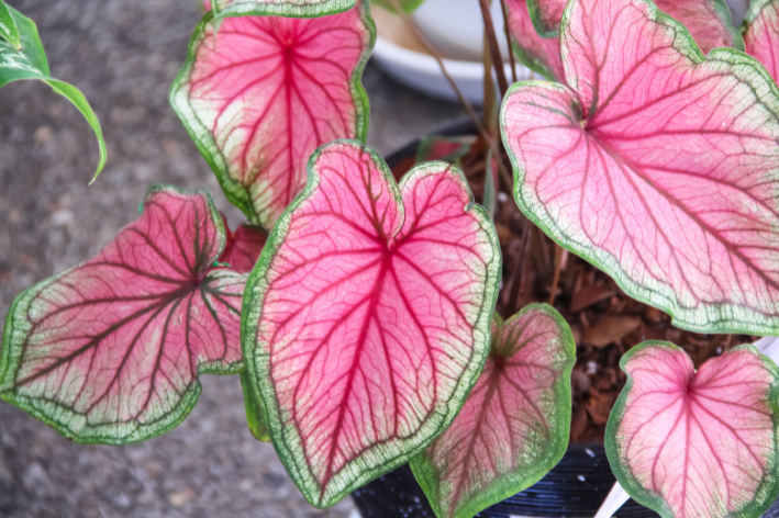 Caladium rosa