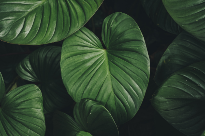 Caladium verde 