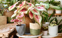 planta caladium em vasos