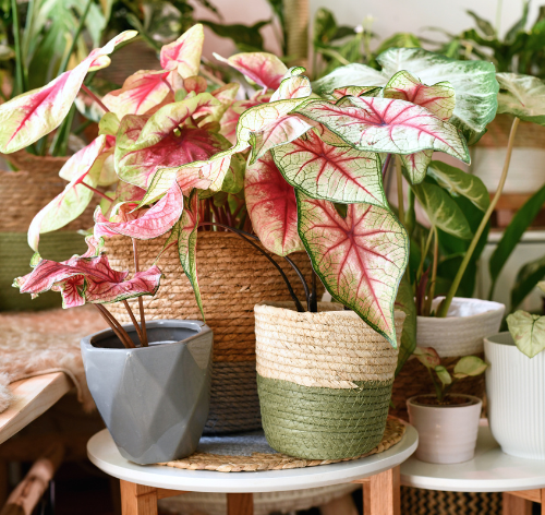 planta caladium em vasos