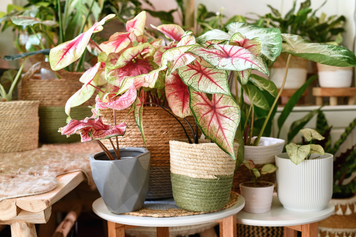 plantas de decoração em vasos