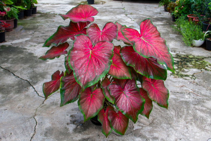 plantas rosa e verde em vaso