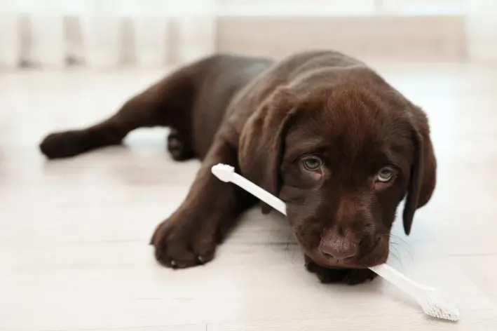 cachorro filhote com escova de dente na boca