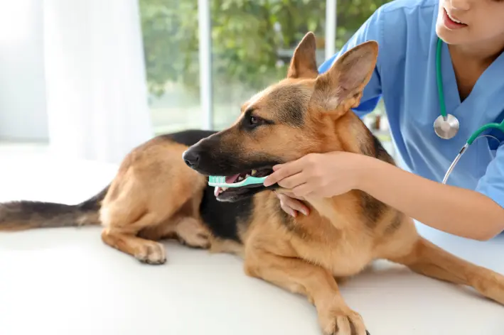 veterinário escovando dente de cachorro