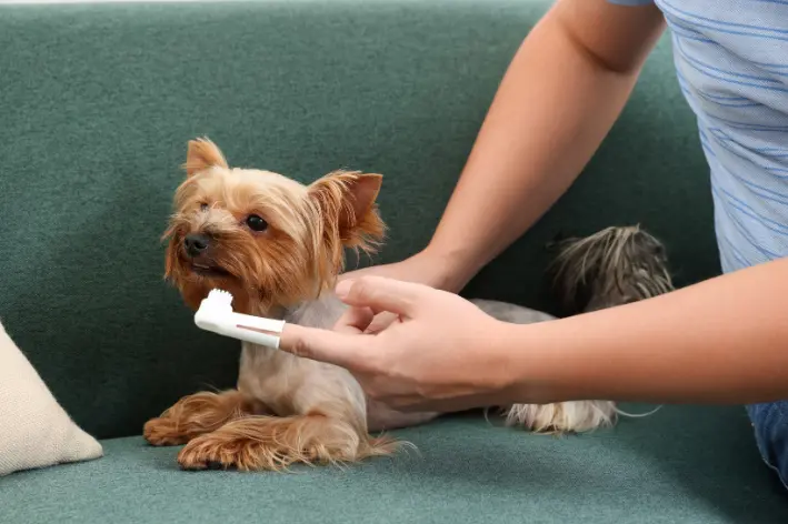 humana usando dedeira para escovar dente de cachorro