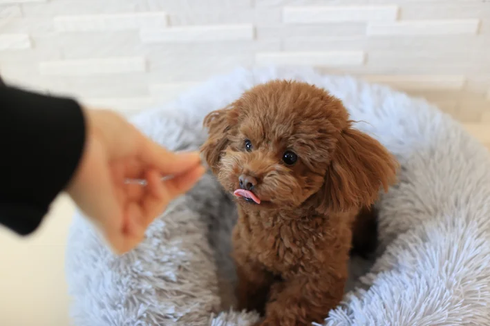 mulher adestrando cachorro filhote