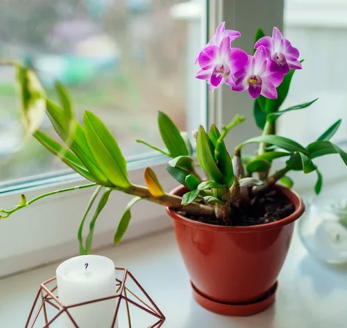 adubo para orquidea no vaso